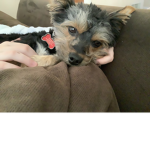 BUDDY GO SLEEP