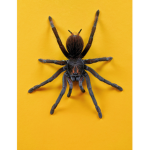 Spider YT...