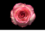 Flower wonderful