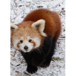 Redpandaleage