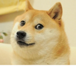 the doge group :DDDDDD