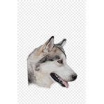 Coolhuskers