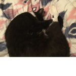 I lovvvveeee cats and kitty’s