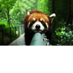 Panda's Team