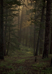 ForestGuardians