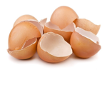 The Eggshells 2