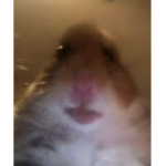 Bunny Squad Official :)