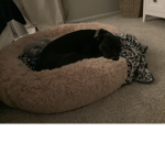 Fan of dogs love