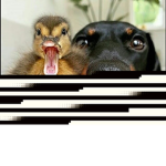 Dogs and ducks