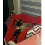 My cat Nicco