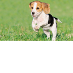 Puppy’s :D
