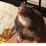 Princess The Cat