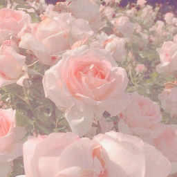 уσυя