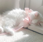lovekittyy