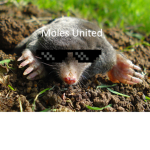 Moles United!