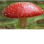 !Mushroom kingdom!