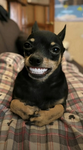dogwener