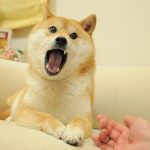 Doge gang YT 453
