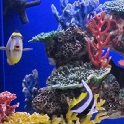 fish tank (1) Roblox decal