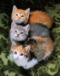 Empire of Cats (EOC)