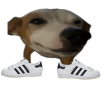 The B1G D0GS