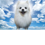 TeamGabeTheDog