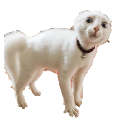 El gato sky