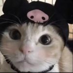 ~|sanrio fan club|~