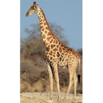 IloveGiraffes