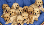 Dogs forever <3