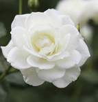 The very best flowers