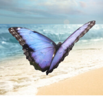 ~OceanButterflySquad~