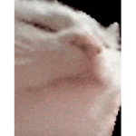 He need some poop