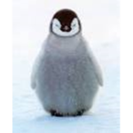 team babby penguin