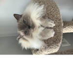 CAT LUVERS RULE 2