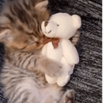 #bandagedheart