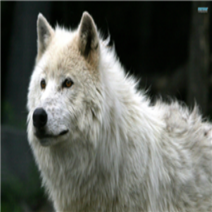 white wolf Roblox decal