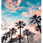 Pᴀʟᴍ ᴄʟᴏᴛʜɪɴɢ