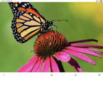 Butterfly world