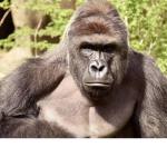 XxgorillaxX