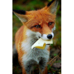 Fox's group LOL!