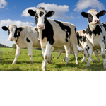 Thecowfansoffical