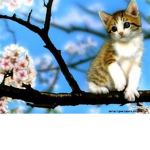 FOREVER KITTIES