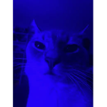 Hello kitty it’s kitty