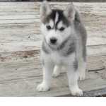 Official Siberian Husky Fan Group! <3