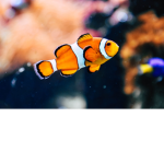 silver EXOTIC FISH