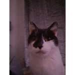 Cat studio .