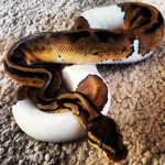 python bosses