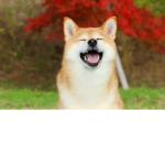 doge land studio