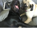pugtopia<3